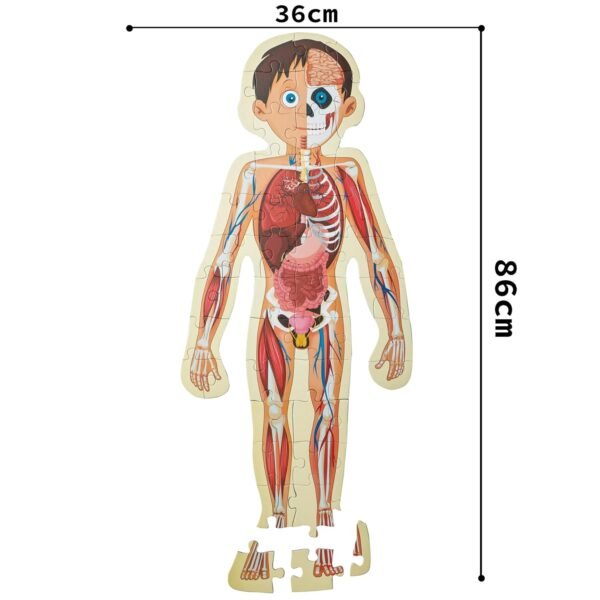 Human Body Puzzle Box for Kids I 50+ Jigsaw Puzzle Pieces & 1 Informative Board Book I Educational Toy for Children Age 3+ I for Children by Majestic Book Club - Image 3