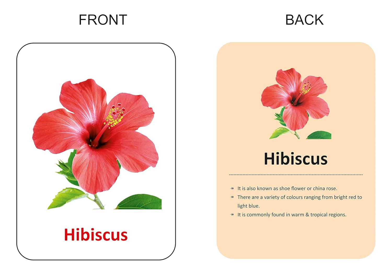 Premium Flowers Flash Cards for Kids Early Learning | Easy & Fun Way of Learning 1 Year to 6 Years Babies Smart Toys - Image 4