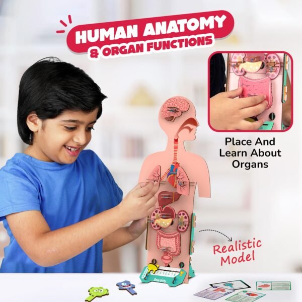 Smartivity Human Body Toy for Kids 6-12 Years|Body Organs & Functions|Birthday Gifts for Unisex|DIY Science Toys 6,7,8,9,10,11,12,13,14 Years Old I STEM Building Set Wooden Construction Game,79 Pcs - Image 2
