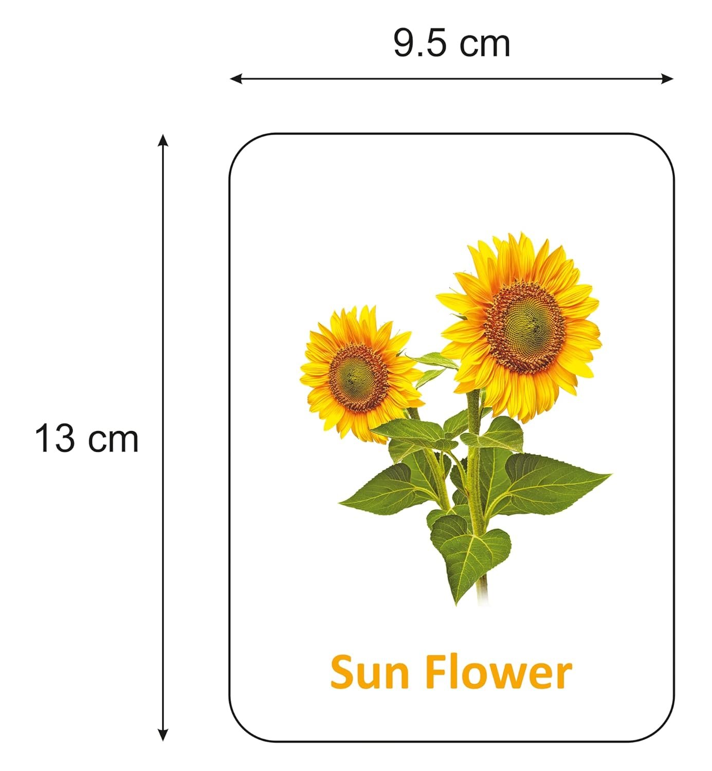 Premium Flowers Flash Cards for Kids Early Learning | Easy & Fun Way of Learning 1 Year to 6 Years Babies Smart Toys - Image 2