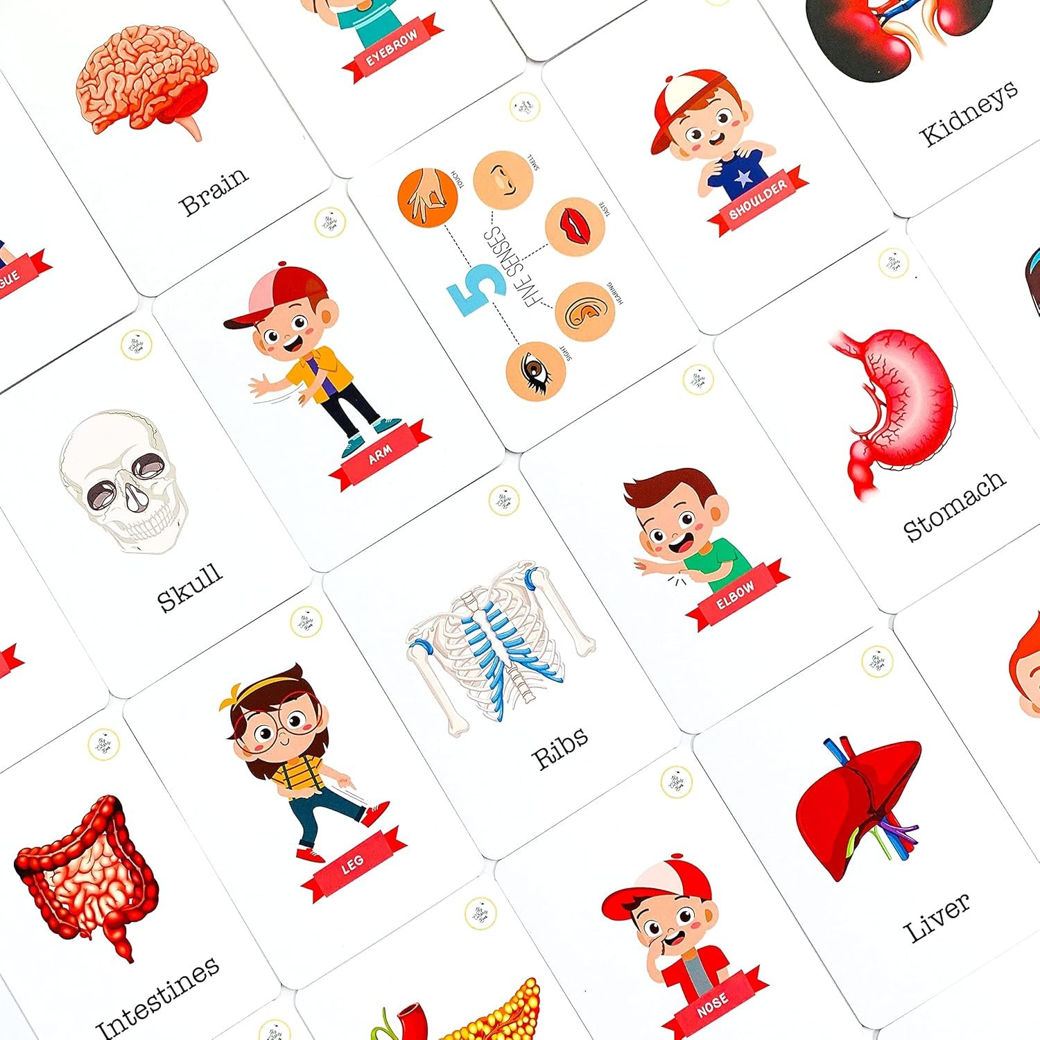 My Body Flash Cards | 36 Laminated Cards for Kids | Age Group: 2-4 Years | Science Education Fun Activity for Kids - Image 4