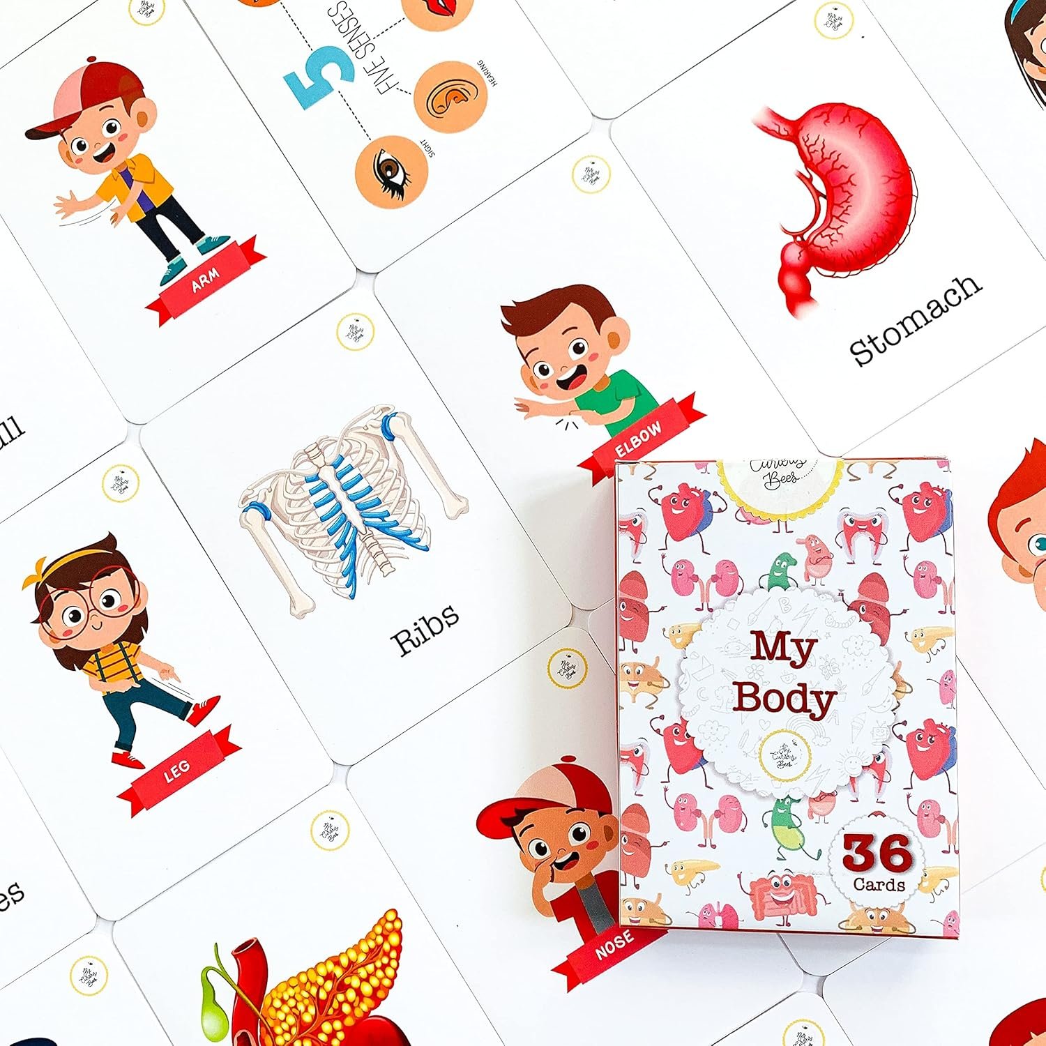 My Body Flash Cards | 36 Laminated Cards for Kids | Age Group: 2-4 Years | Science Education Fun Activity for Kids - Image 3